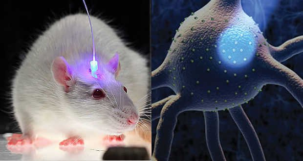 optogenetica-raton