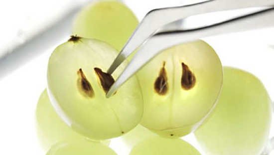 semilla-de-uva-propiedades-curativas