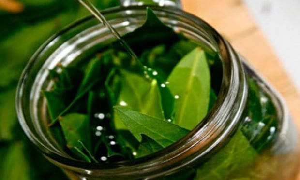 Mezcla de aceite de oliva con hojas de laurel