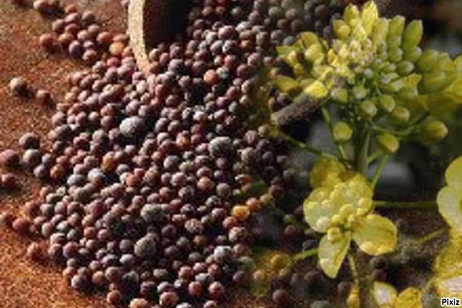Propiedades medicinales de las semillas de mostaza negra